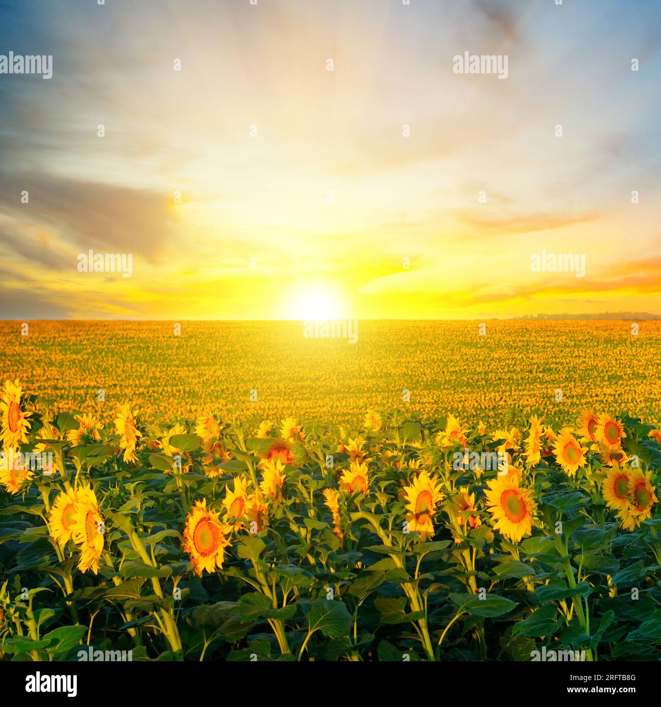 Field of blooming sunflowers and sunrise Stock Photo - Alamy