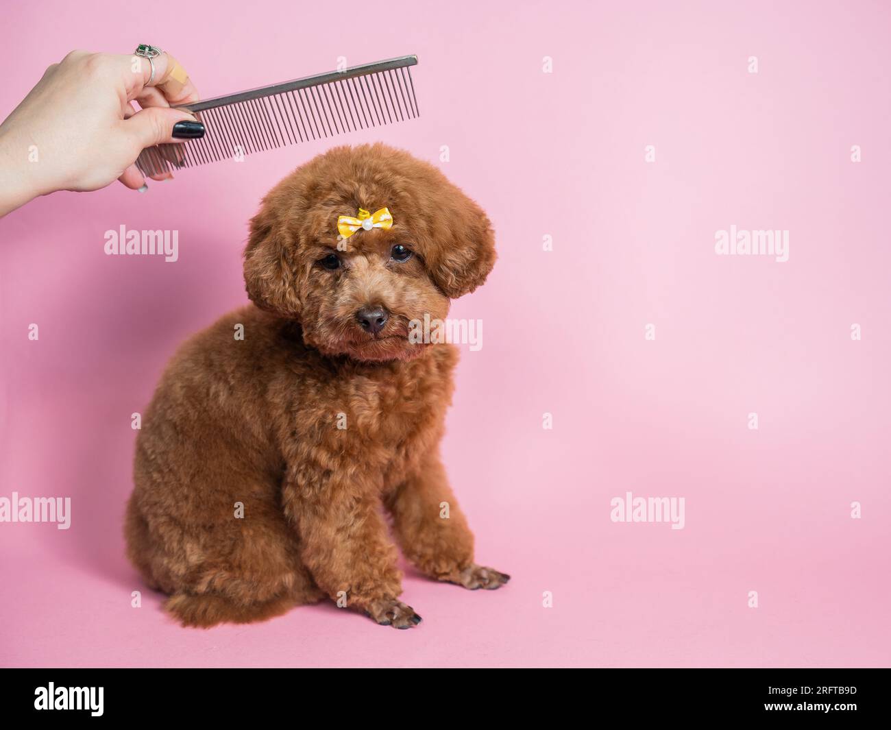 Hands woman combing dog hi-res stock photography and images - Alamy