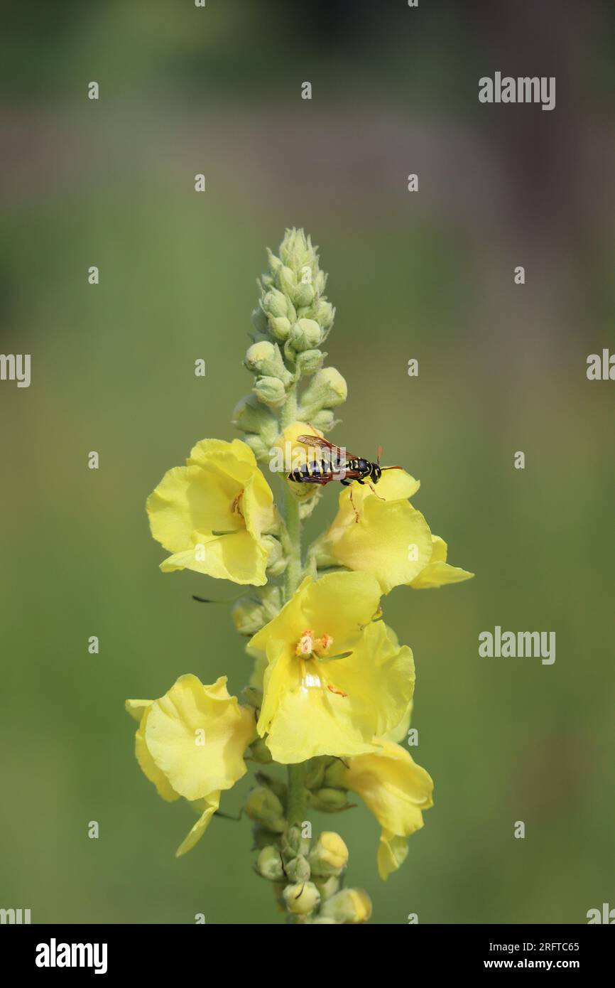 Wasp is magically attracted to the Scent of Mullein Stock Photo