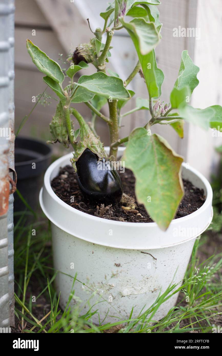 harvest fresh eggplant in pot garden Stock Photo