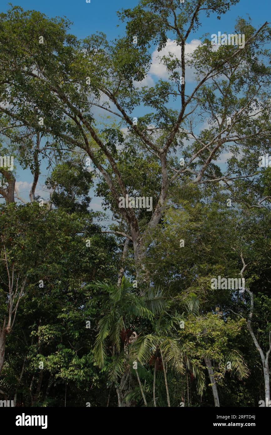 A towering Brazil Nut tree in the Amazon Rainforest in Tambopata, Peru