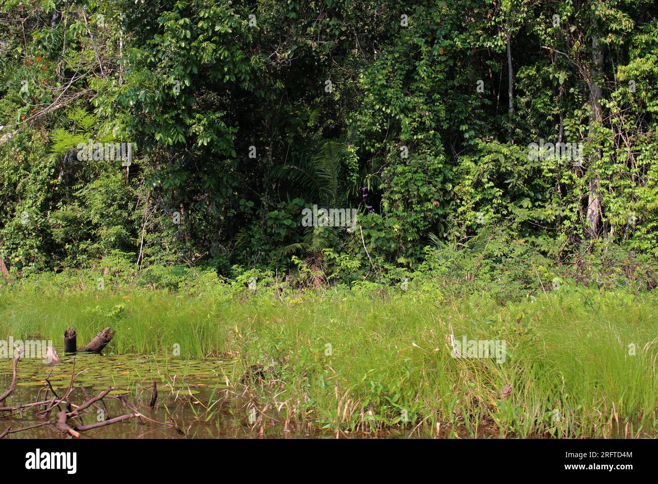 Dense vegetation of trees, shrubs, vines and aquatic plants of the