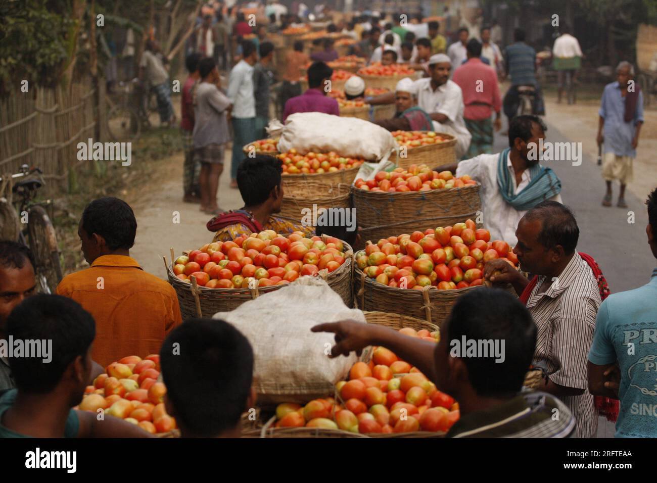 Tomato production in Bangladesh making it the fourth most produced vegetable in the country after potato, onion, and brinjal. Stock Photo