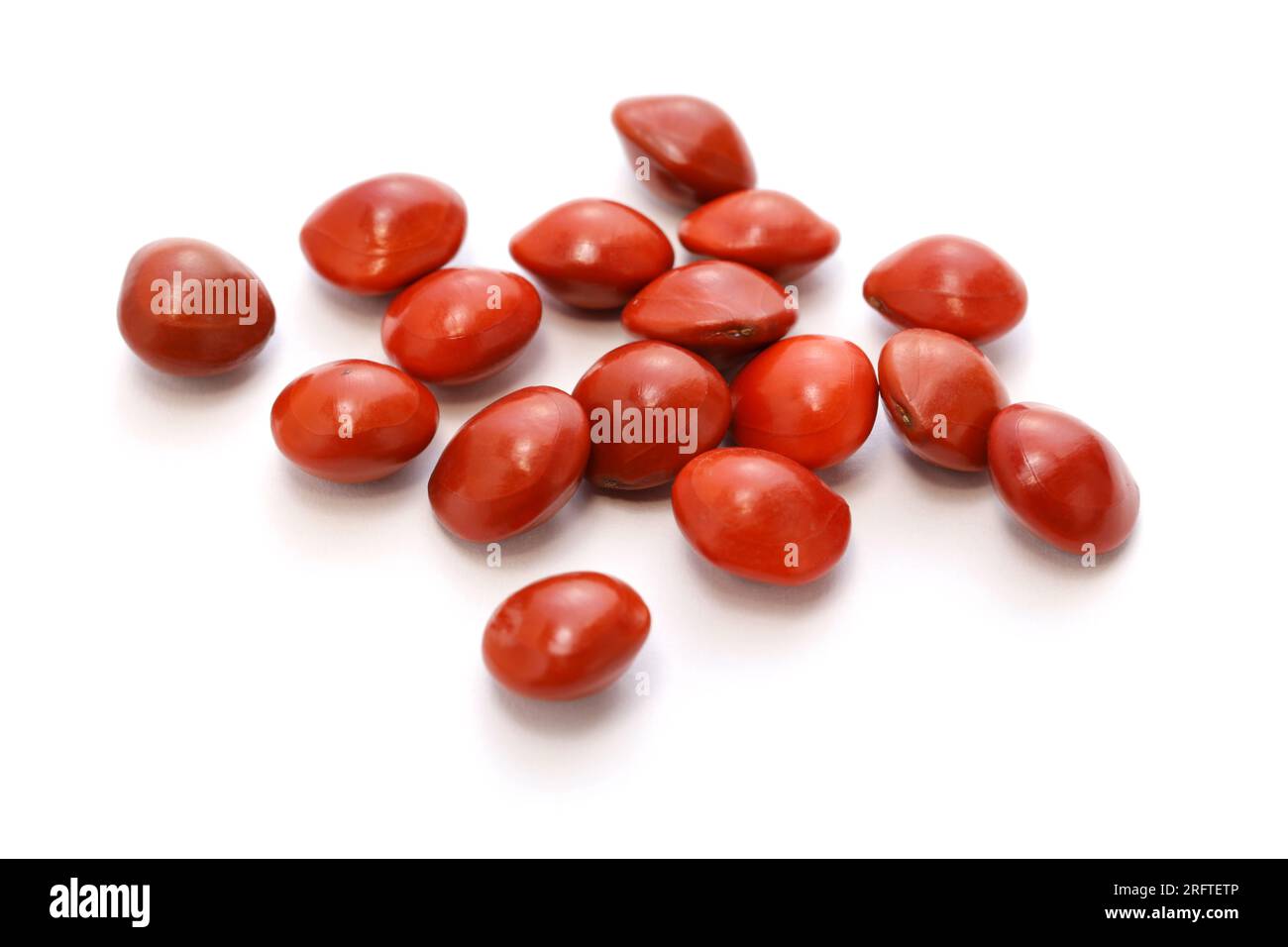 Lucky Seed (Saga Tree Seed) isolated on white background Stock Photo