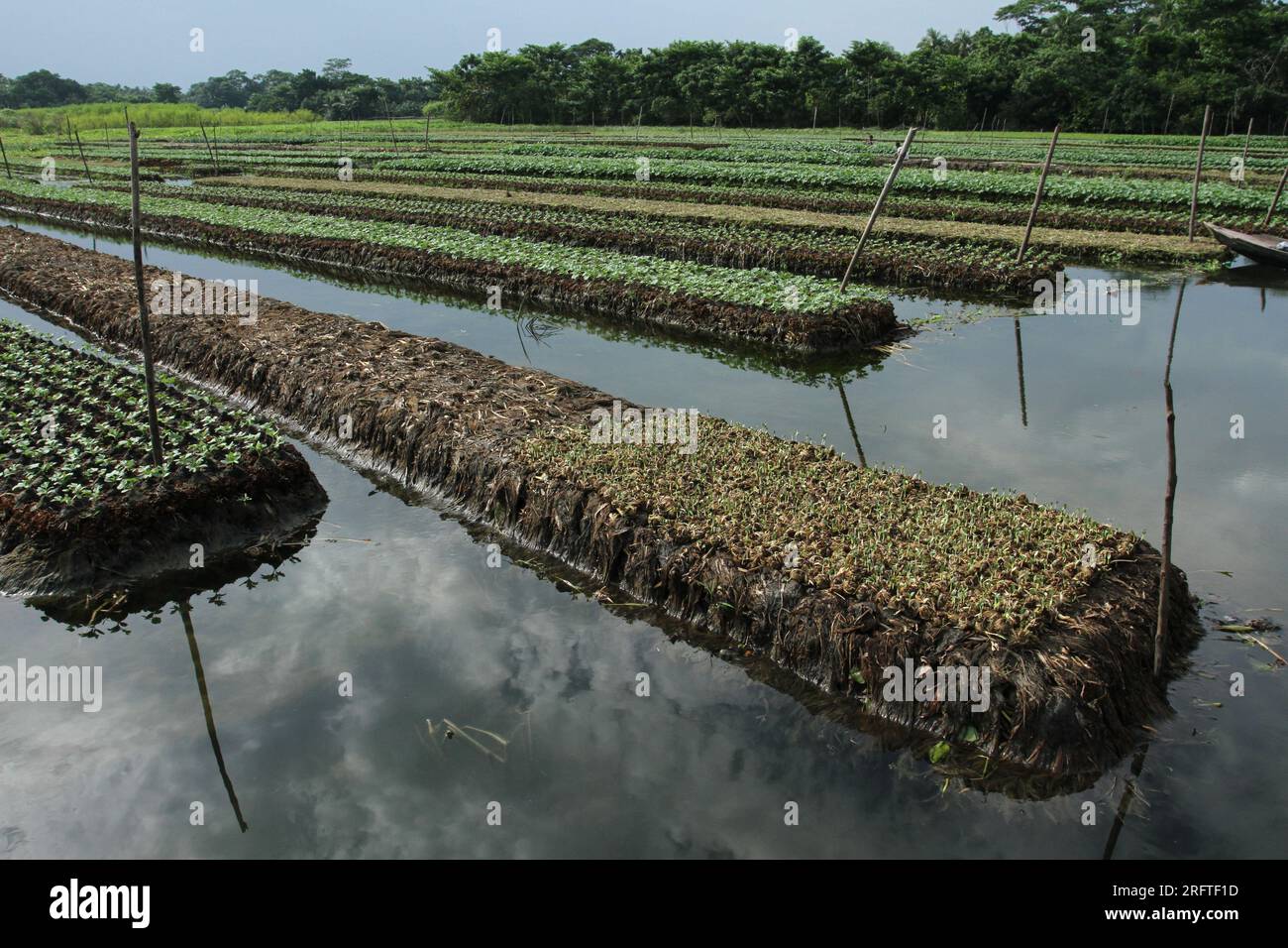 Floating Agriculture Using Raft Floating agriculture is a traditional agricultural practice of ...