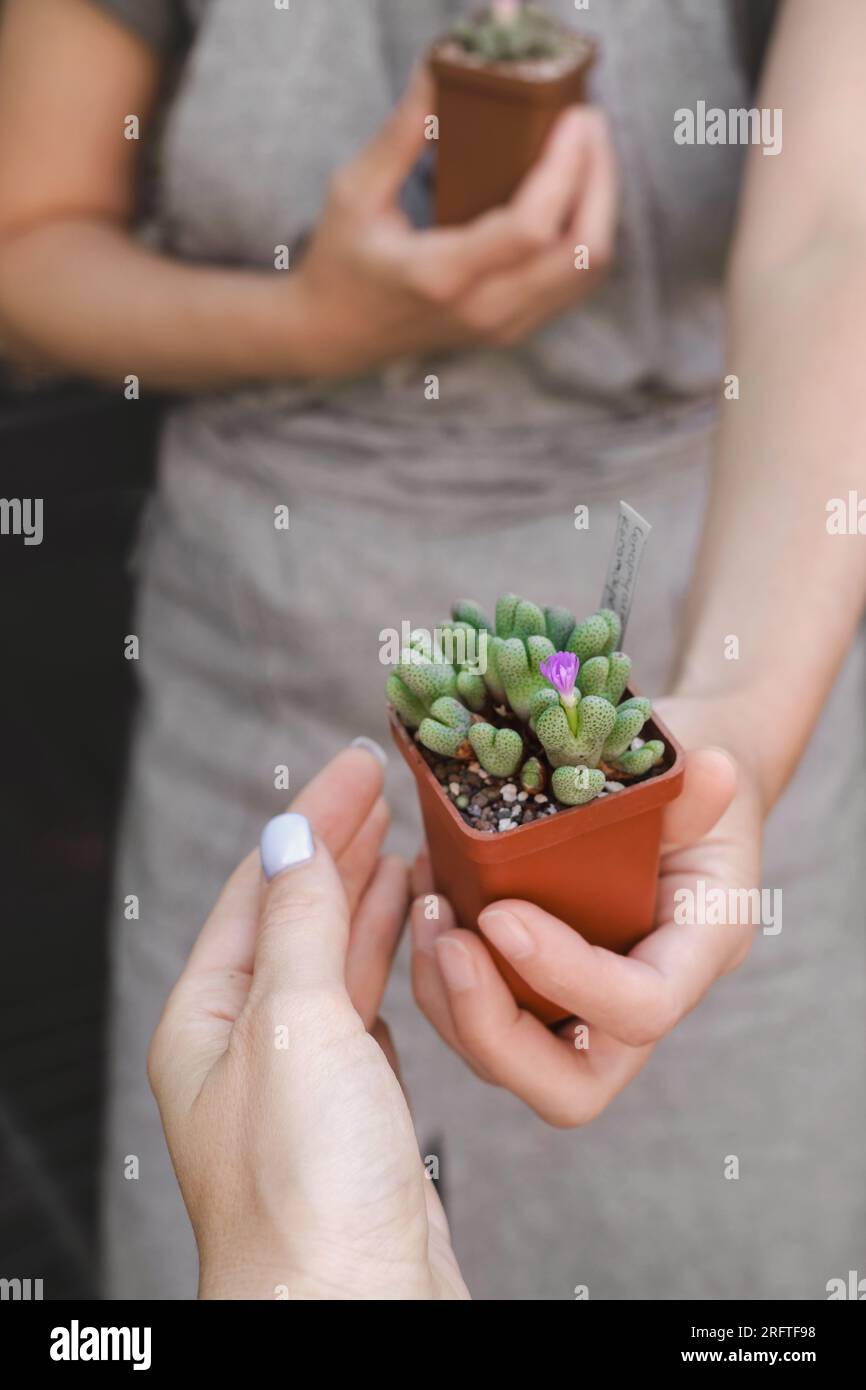 Florist hand giving Conophytum succulent in pot to buyer in the shop. Closeup Stock Photo