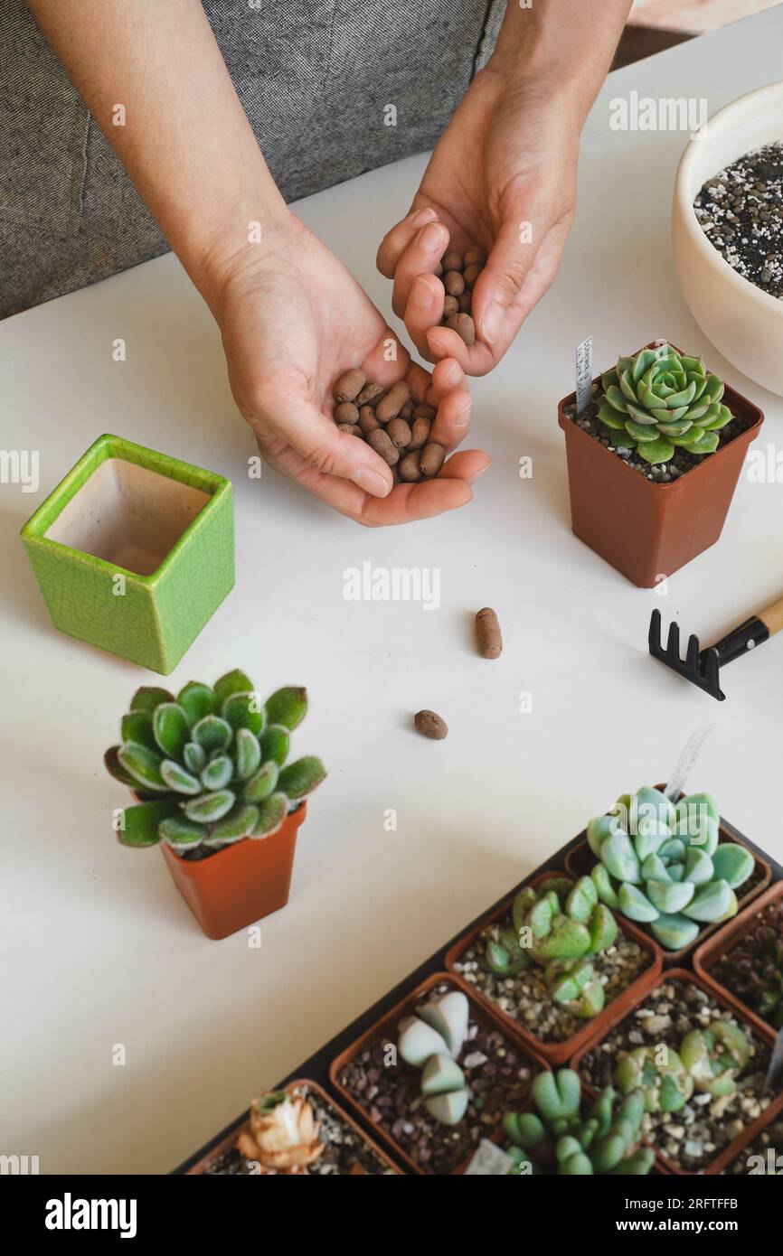 Putting drainage for plants in pot during repotting or transplantation of  succulents in ceramic pot. Hand holding drainage rocks. Top view, copy  space Stock Photo - Alamy
