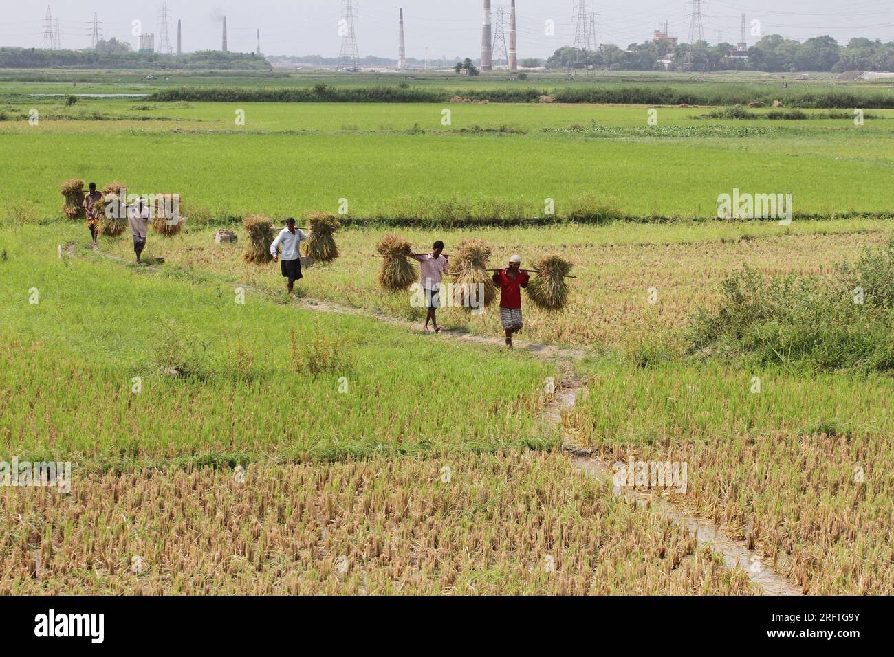 Bangladesh famous for producing different varieties of aromatic rice ...