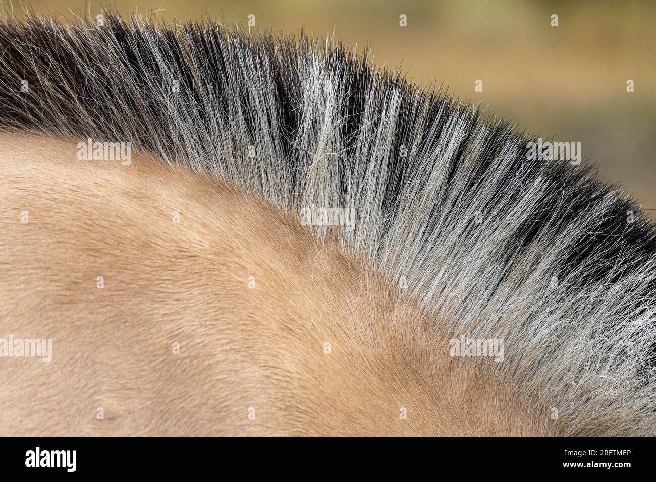 Clipped and straightup standing twotoned mane of a Norwegian fjord