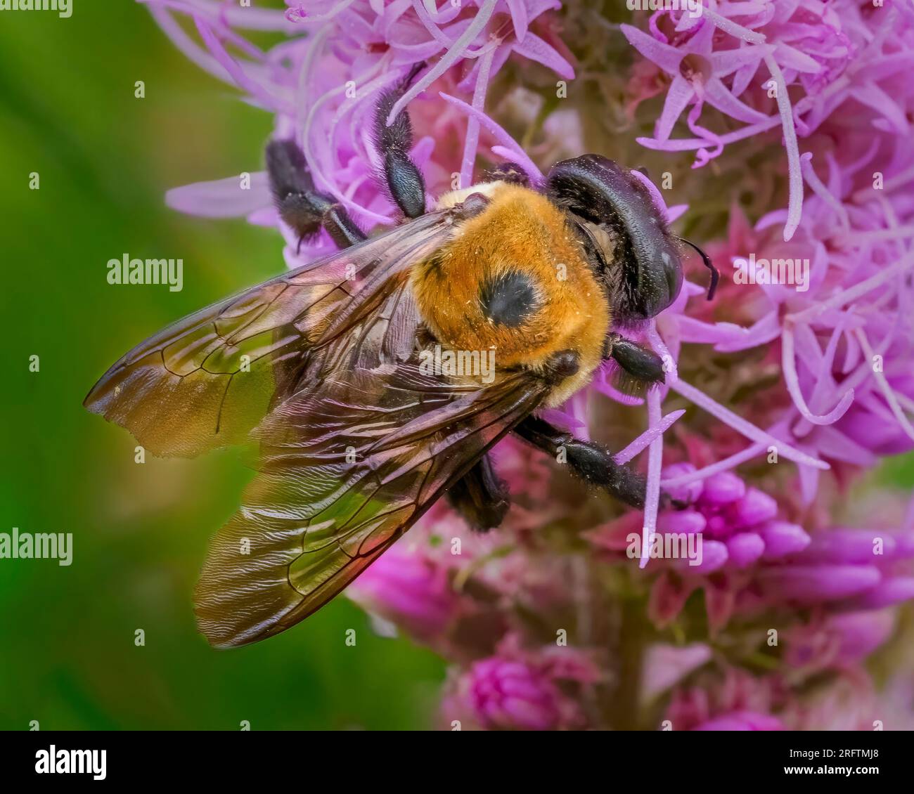 Eastern carpenter bee (Xylocopa virginica) on Prairie Blazing Star ...