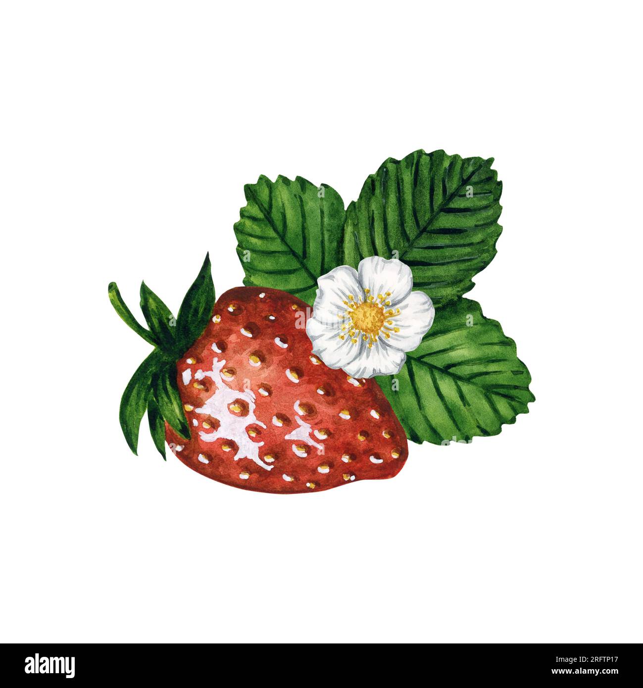Ripe and juicy strawberry with strawberry plant leaves and flower ...