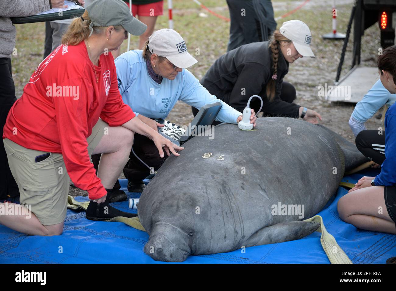Rescue personnel prepare to carry manatees to the water during a mass