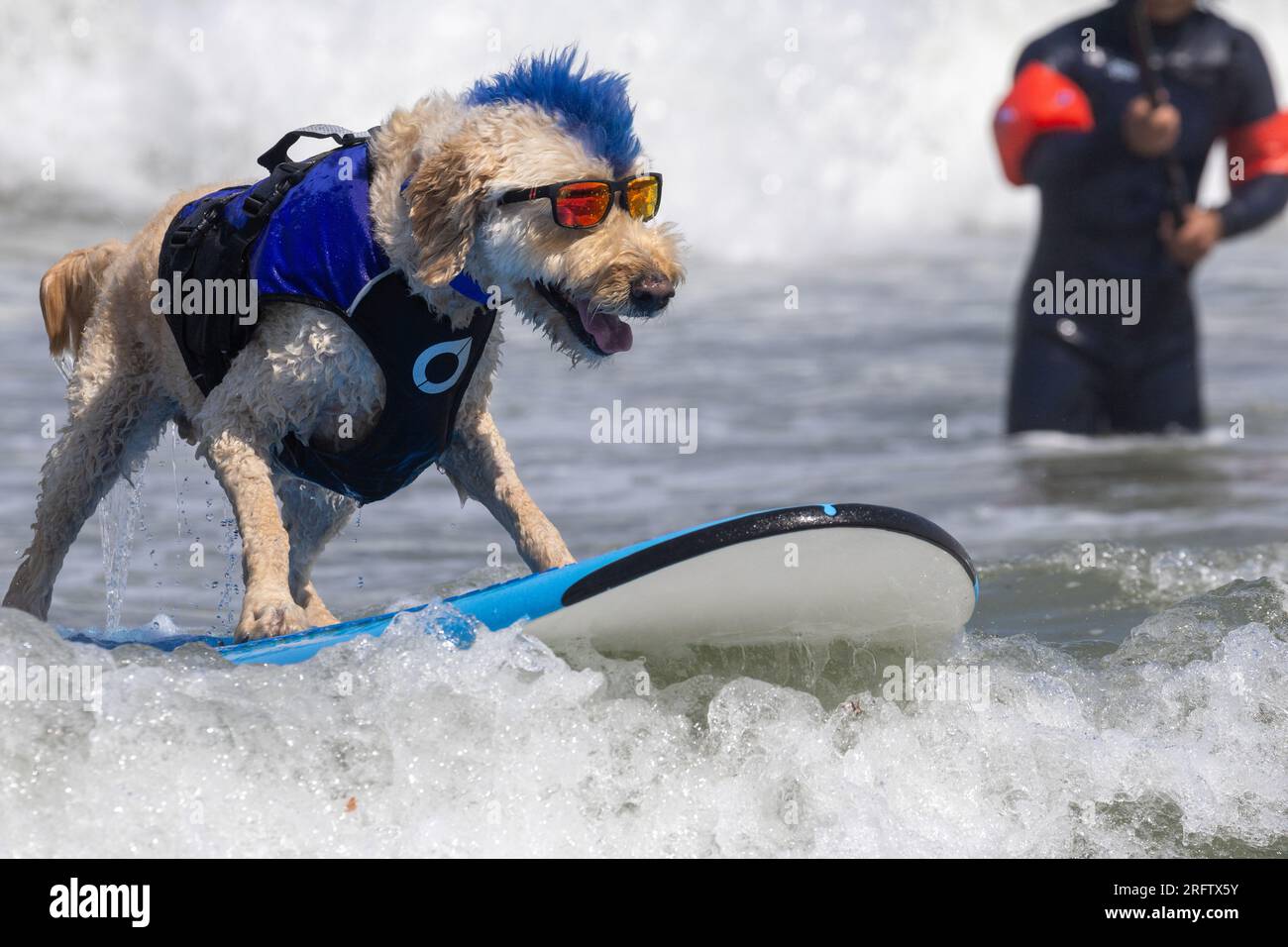 Pacifica, California, USA. 5th Aug, 2025. Catching waves and wagging