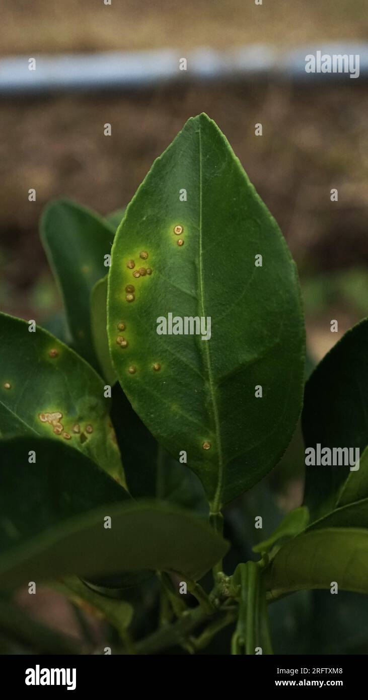 Citrus Leaf Disease Bacteria Xanthomonas Stock Photo