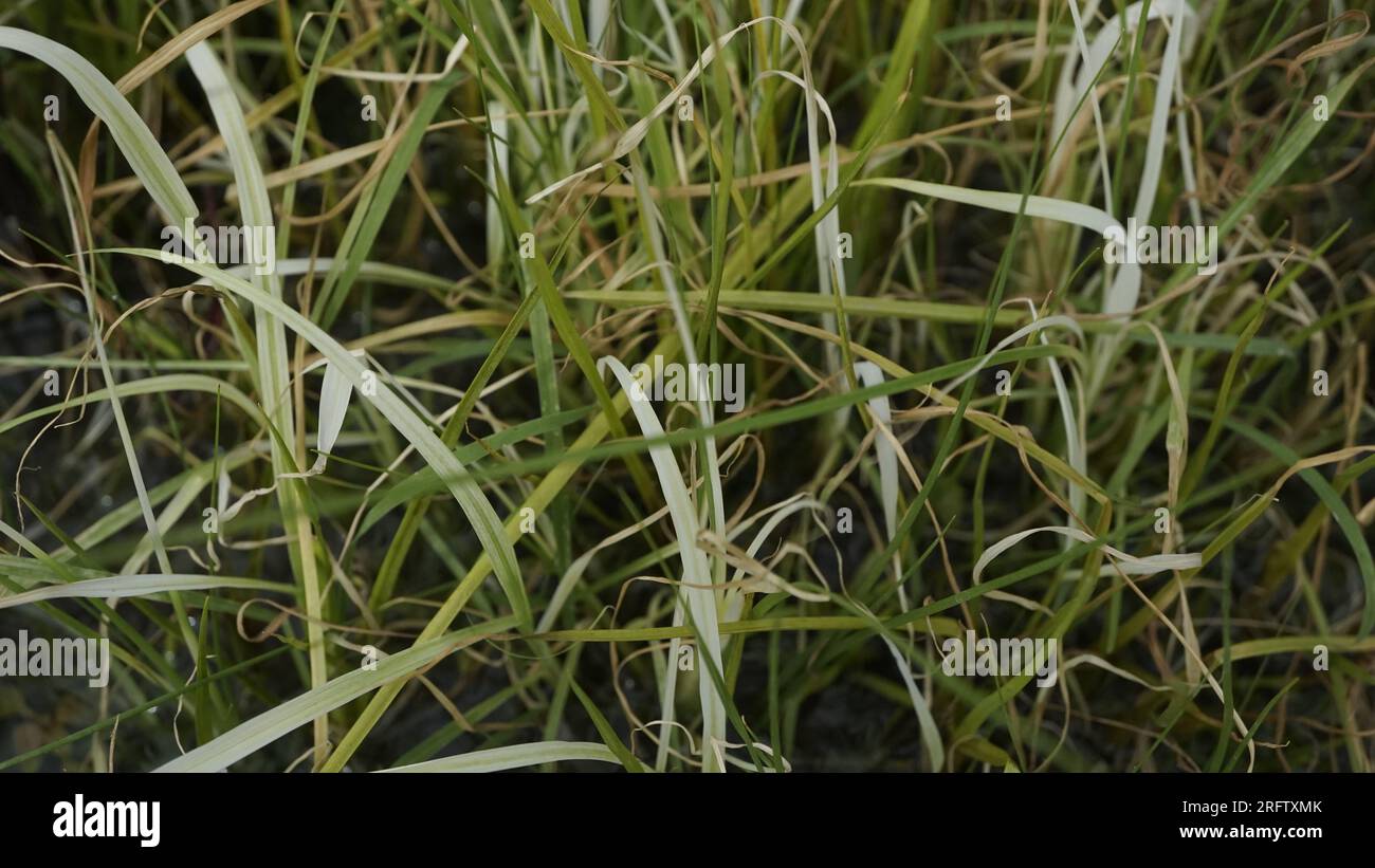 Rice Herbicide Application Weed Symptoms Chlorosis Stock Photo
