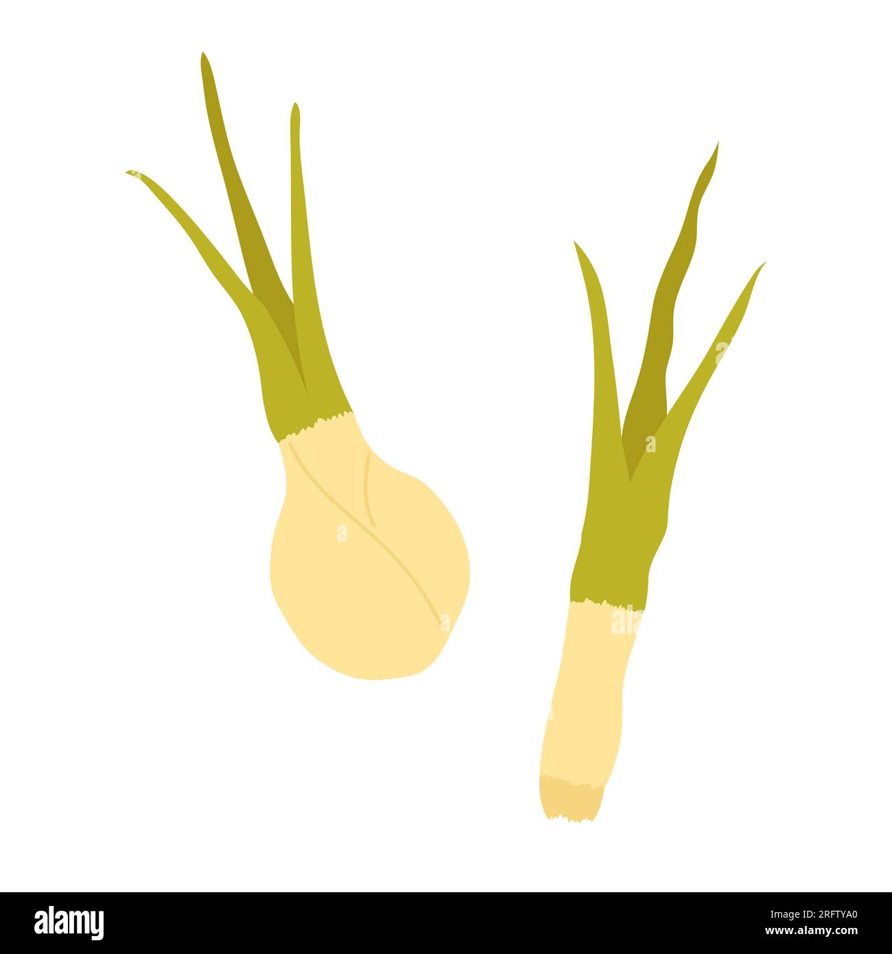 Fresh green onion. Salad ingredient, vegetarian food, spring onion vector illustration Stock Vector