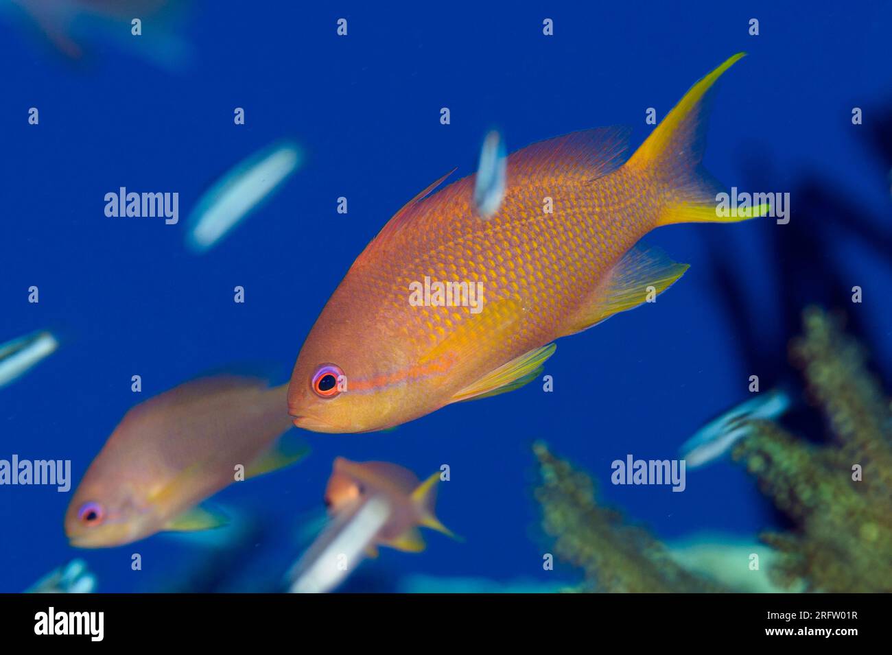 Female Scalefin Anthias, Pseudanthias squamipinnis, Avalanche dive site ...