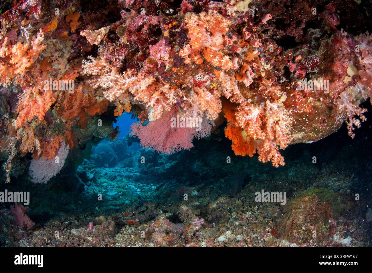 Divaricate Tree Coral, Spongodes sp, by swim-through entrance, Beacon Wall dive site, Nyata Island, near Alor, Indonesia Stock Photo
