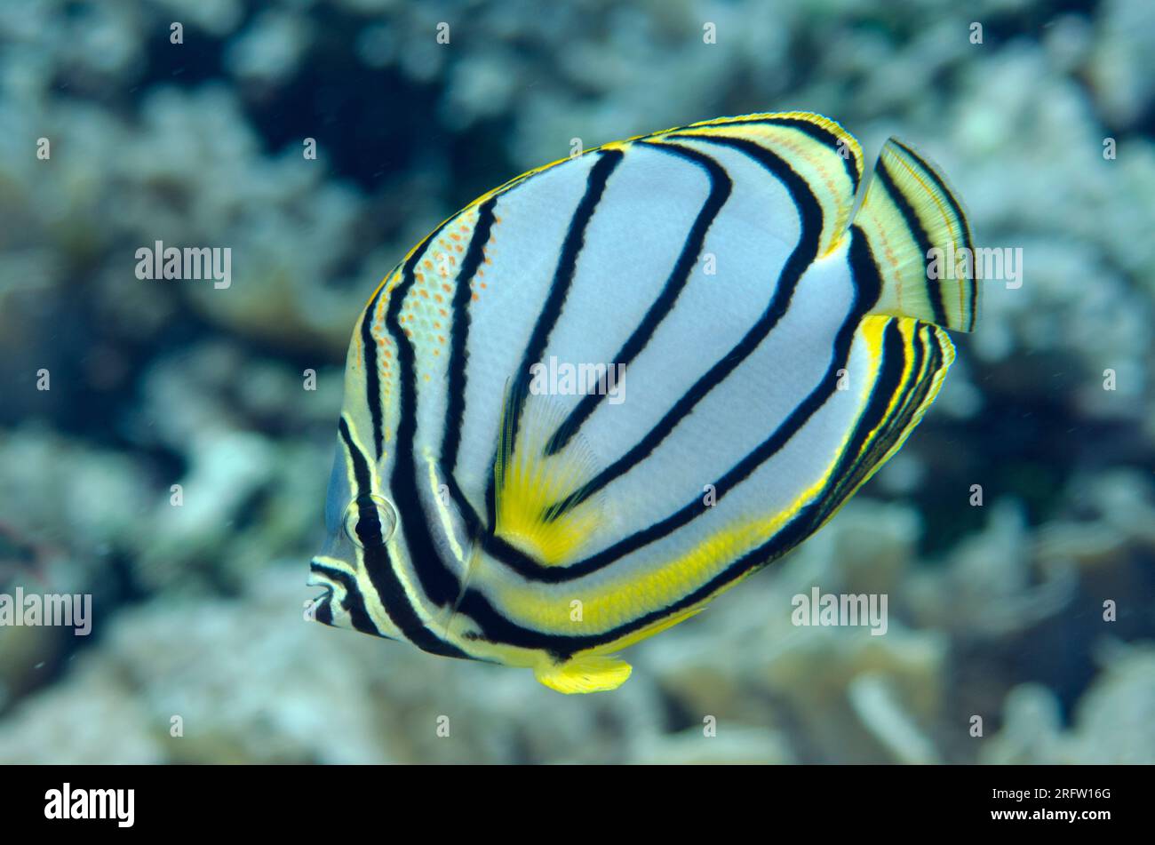 Meyer's Butterflyfish, Chaetodon meyersi, Beacon Slope dive site, Nyata Island, near Alor, Indonesia Stock Photo