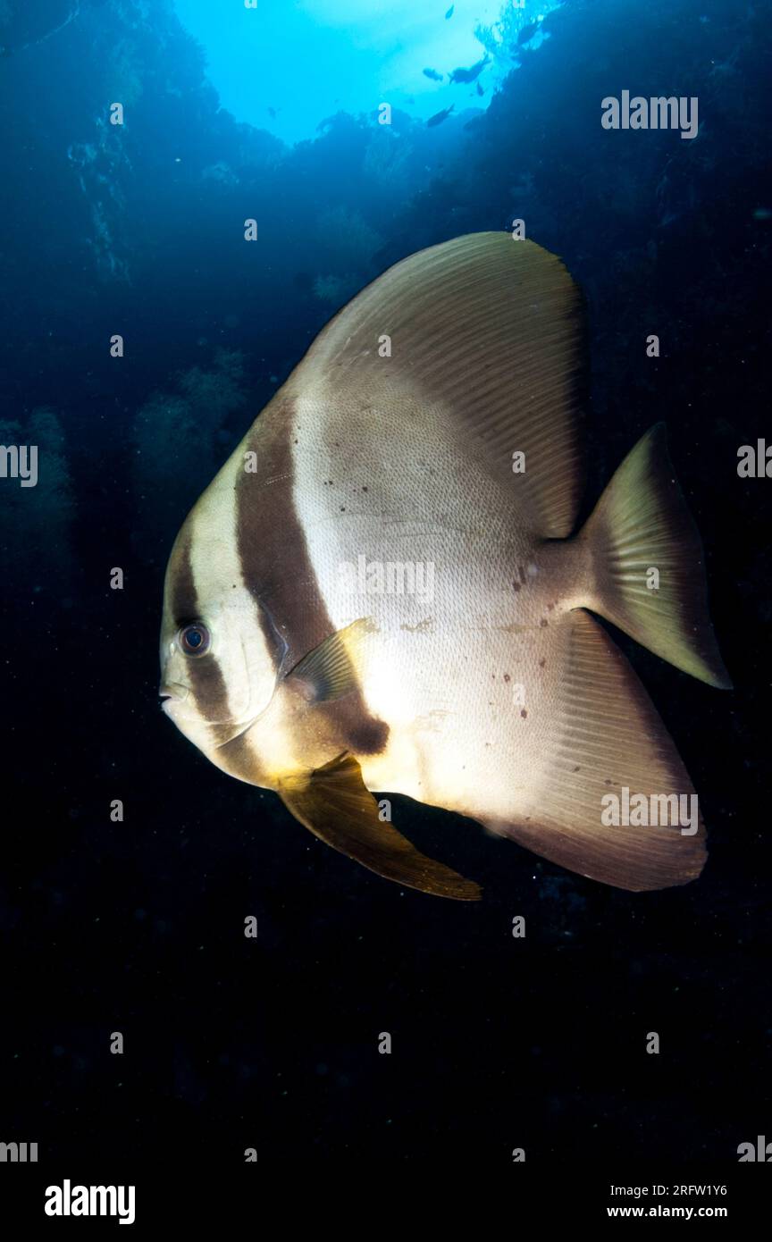 Blunthead Batfish, Platax teira, Southwest Reong dive site, Wetar Island, near Alor, Indonesia Stock Photo