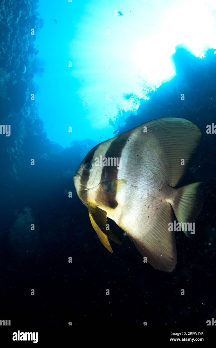 Blunthead Batfish, Platax teira, with sun in background, Southwest Reong dive site, Wetar Island, near Alor, Indonesia Stock Photo