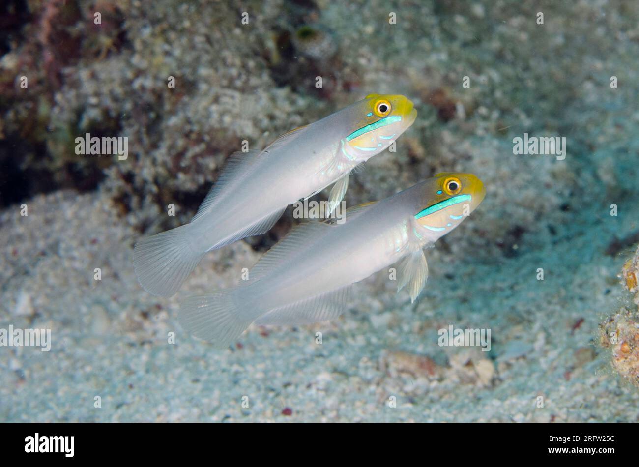 Pair of Bluestreak Gobies, Valenciennea strigata, Tanjung Uho dive site, Kawula Island, Alor, Indonesia Stock Photo