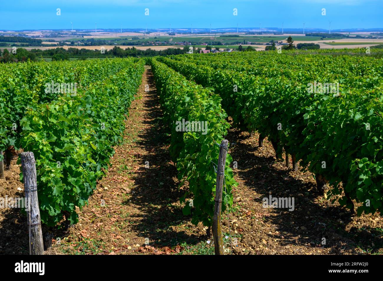Vineyards of PouillyFume appellation, making of dry white wine from