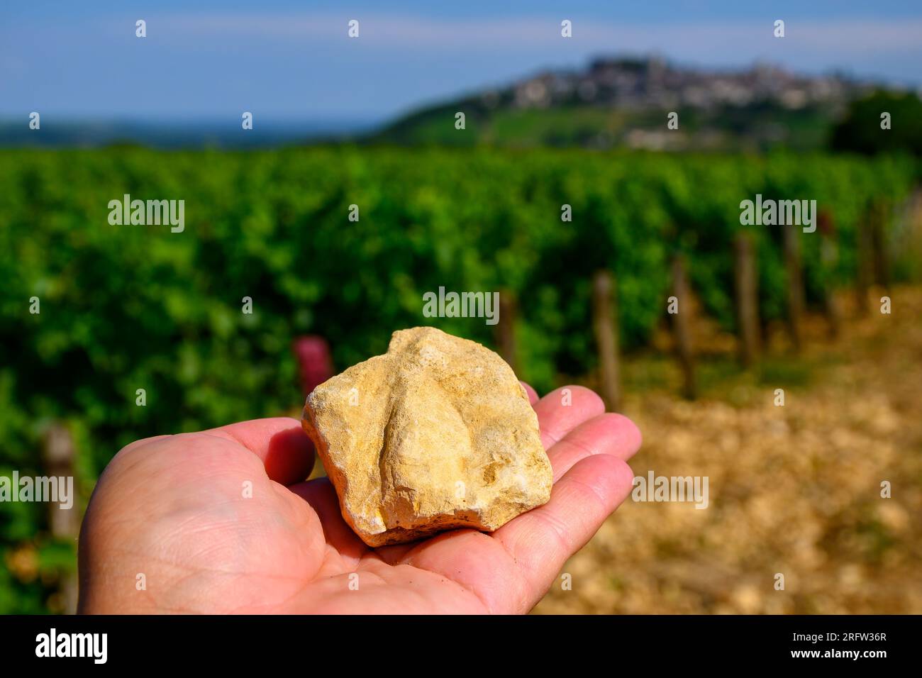 Example of terres blanches clay-limestone white soils on vineyards around Sancerre wine making village, rows of sauvignon blanc grapes on hills, Cher, Stock Photo