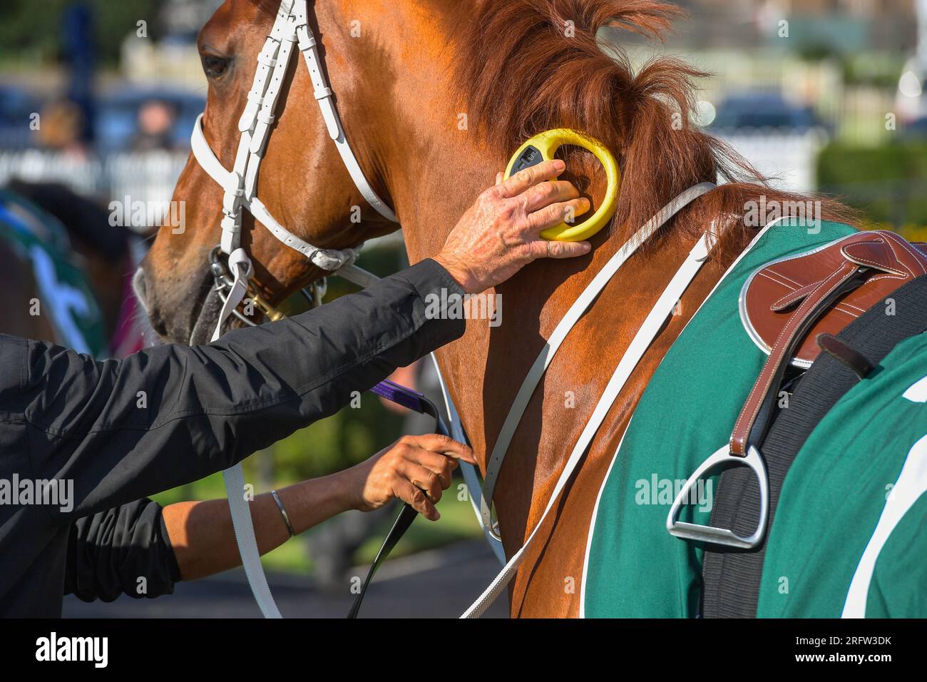 Racing steward scanning horse's neck to verify horse's ID using a