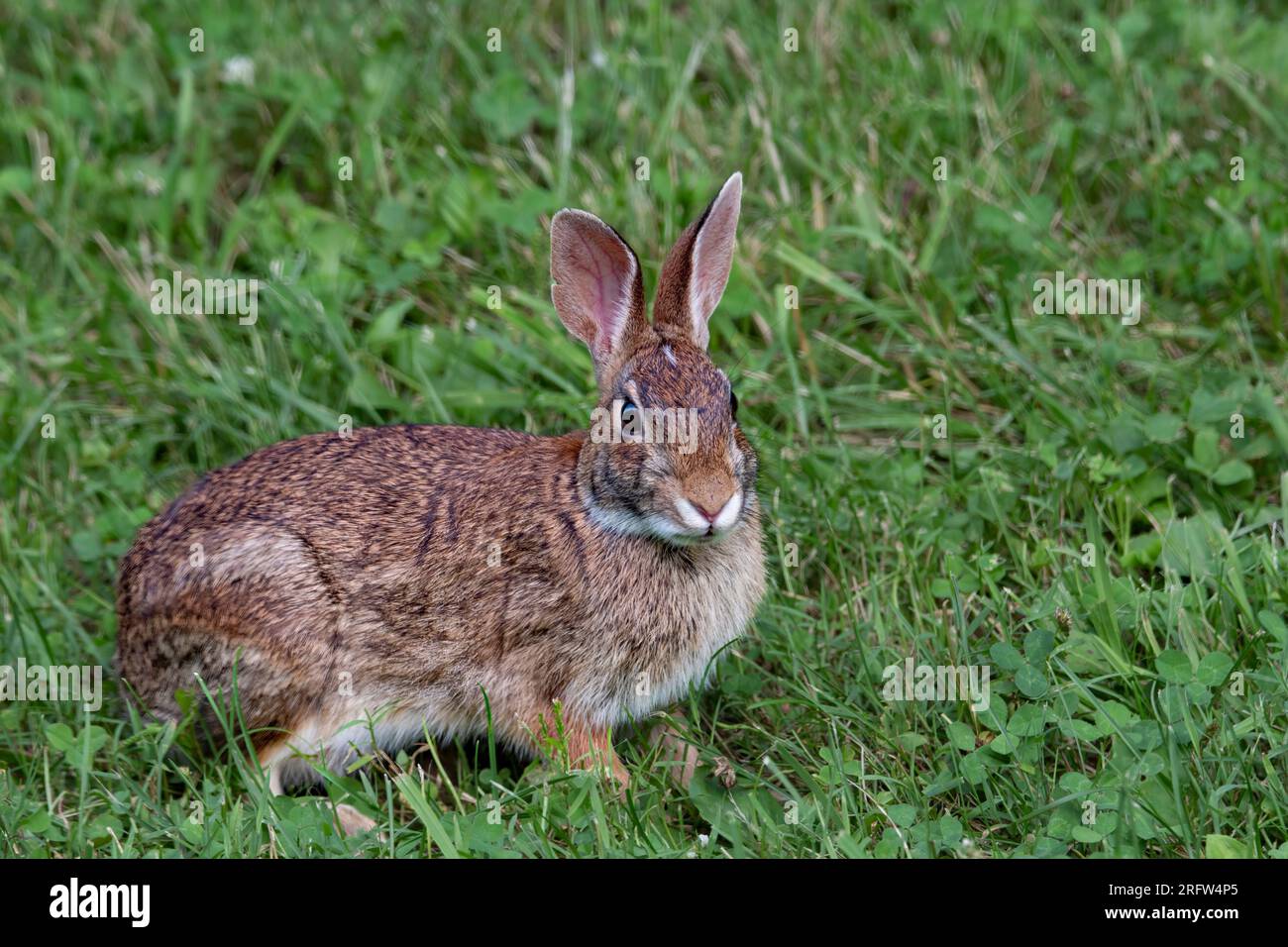 Rabbit in the open field looking to the right Stock Photo - Alamy