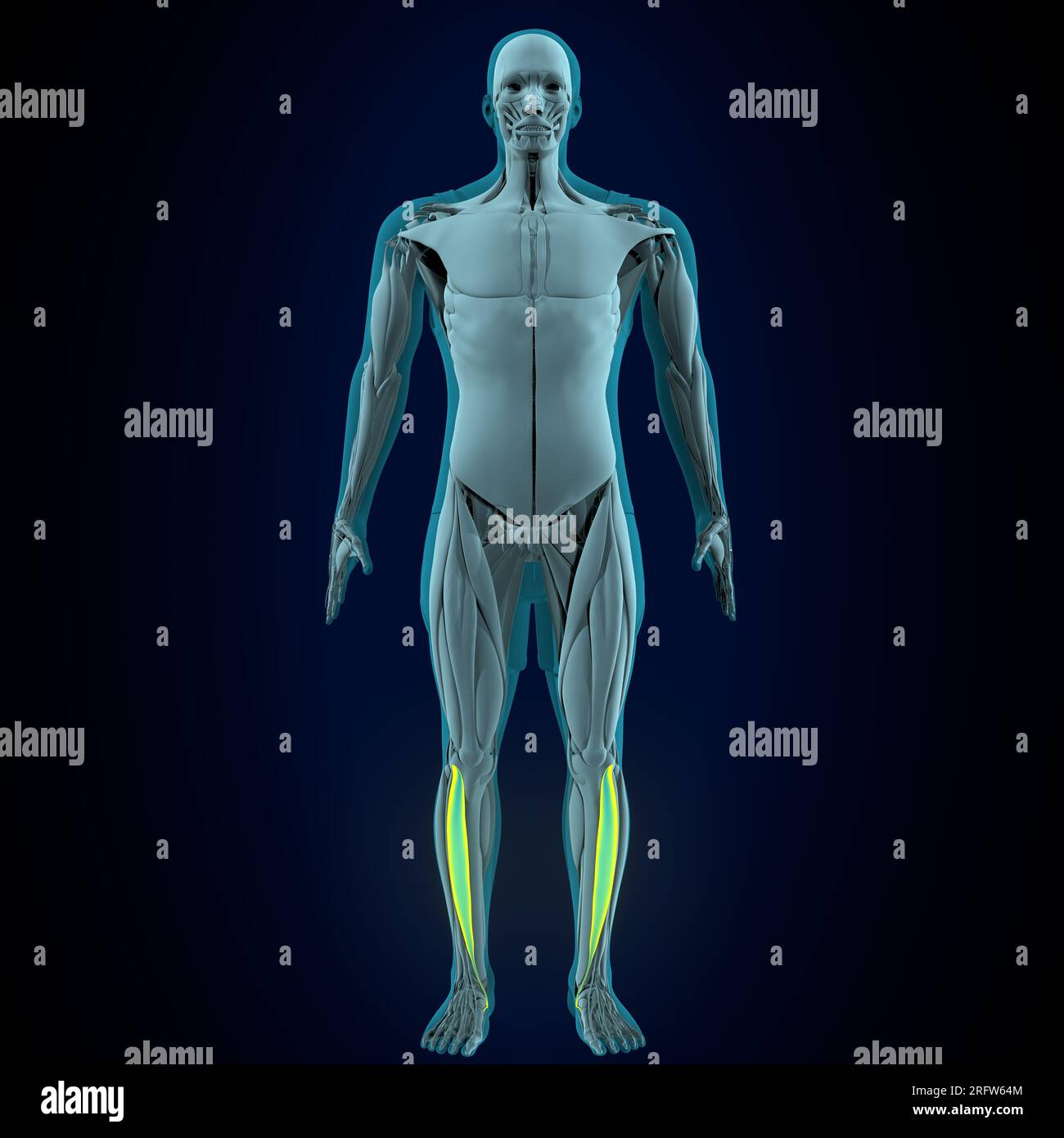 male human gracilis, lliopsoas, sartorius, pectineus, rectus femoris muscles anatomy system. 3d