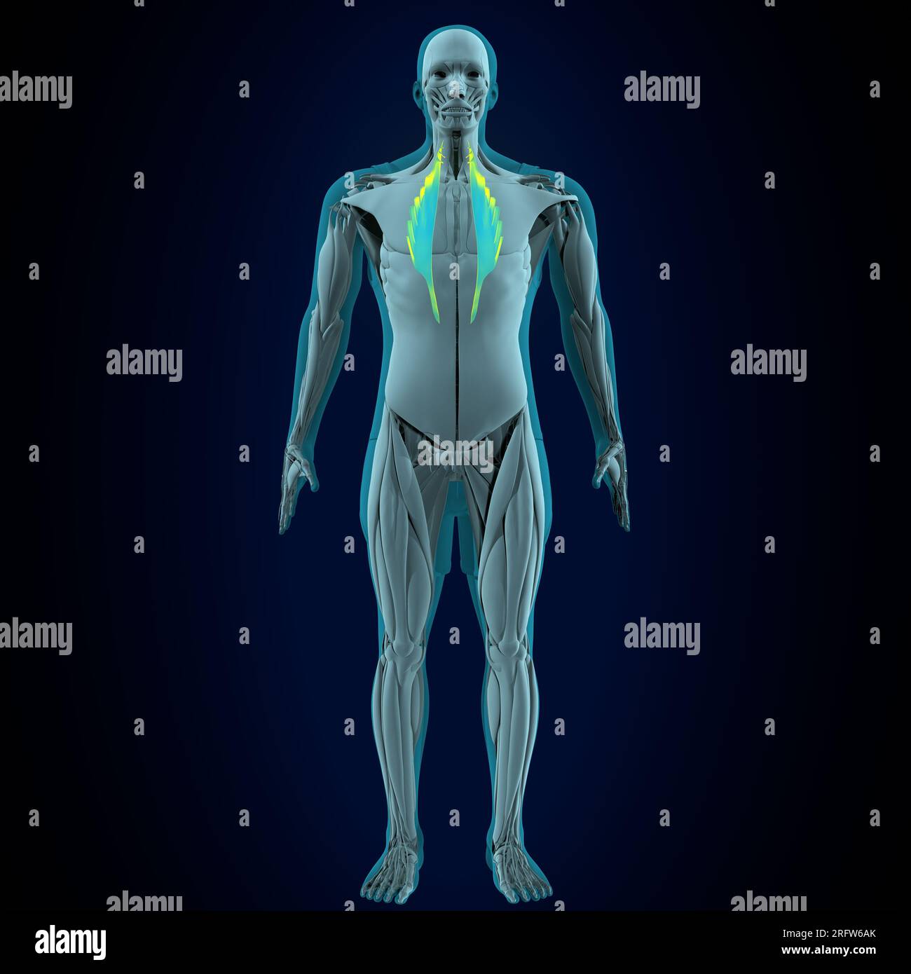male human gracilis, lliopsoas, sartorius, pectineus, rectus femoris