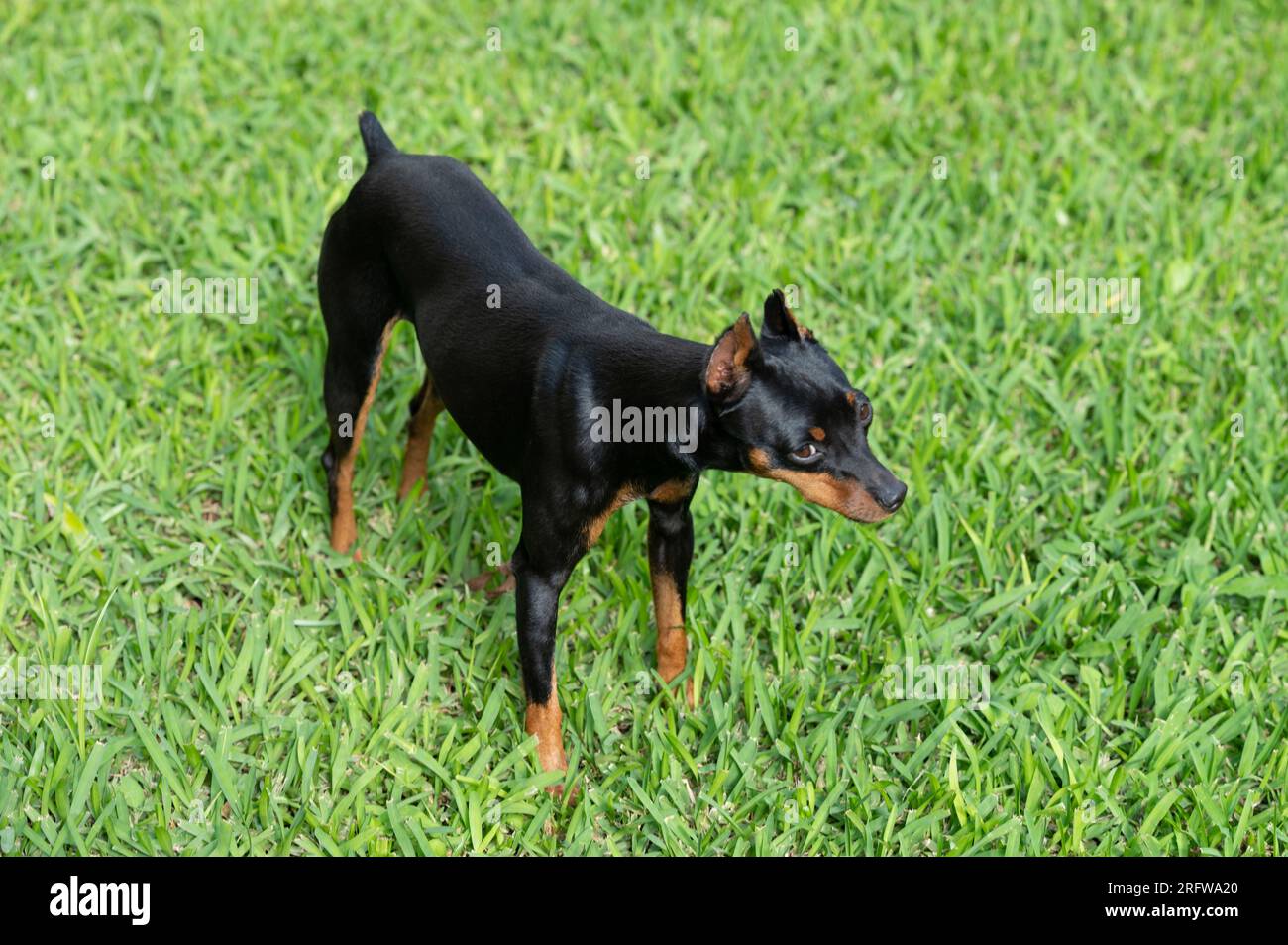 Curious pincher dog stand on grass on bright sunny day Stock Photo