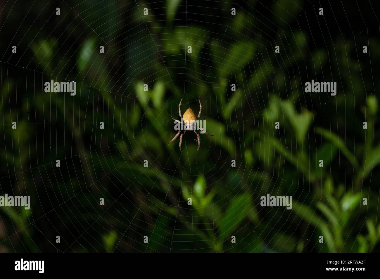 Yellow spider wait for insect on middle of his net in bluured green background Stock Photo