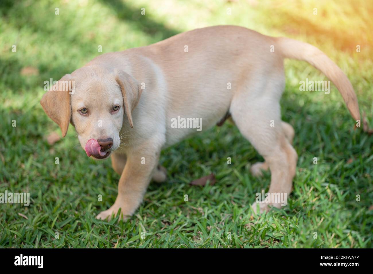 Leaking nose labrador puppy on green grass background Stock Photo