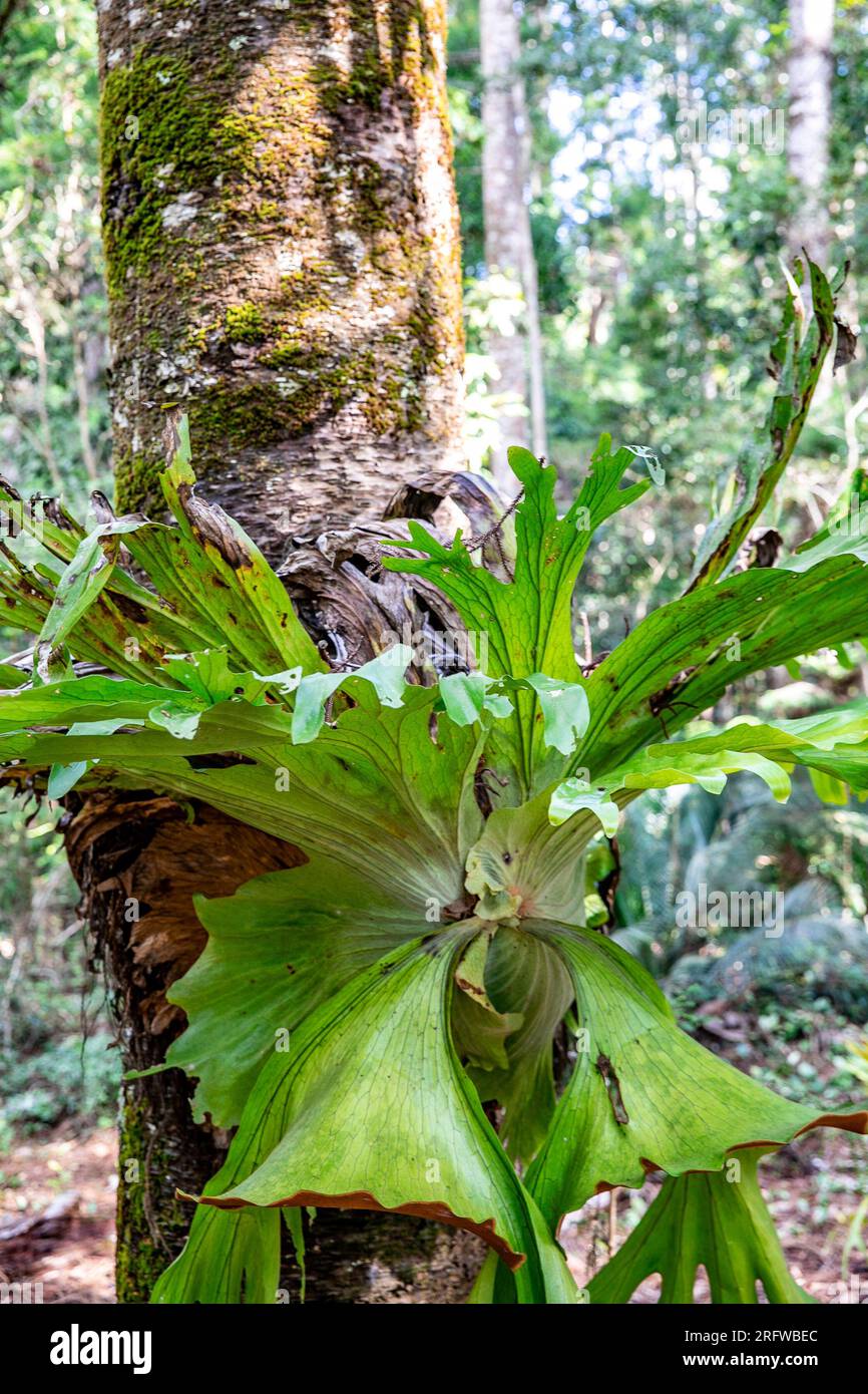 Australian rainforest on Fraser Island, staghorn fern Platycerium growing on a tree,Queensland,Australia Stock Photo