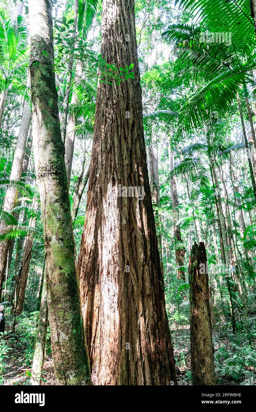 Fraser Island and giant ancient Satinay hardwood trees (Syncarpia hilii) in the rainforest Pile Valley, K'gari, Queensland,Australia Stock Photo