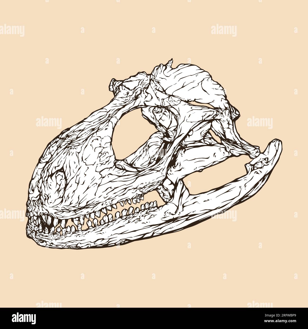 iguana skull head vector illustration Stock Vector