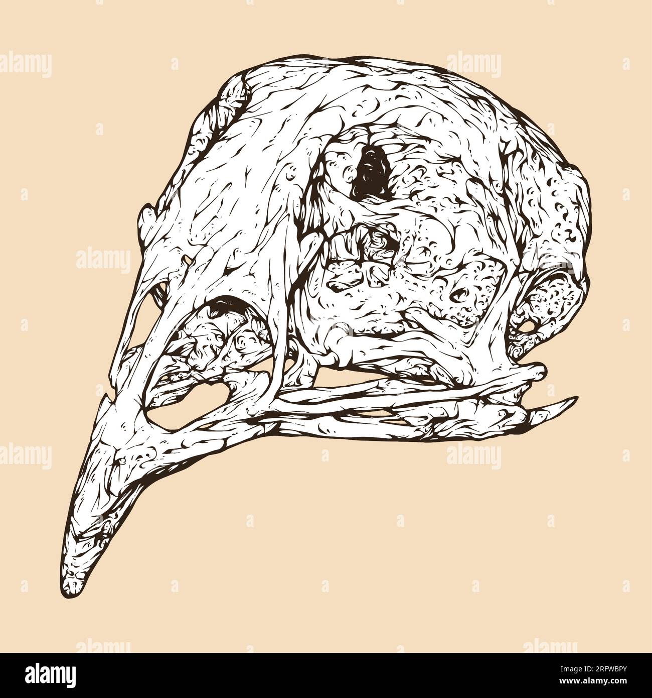 quail skull head vector illustration Stock Vector