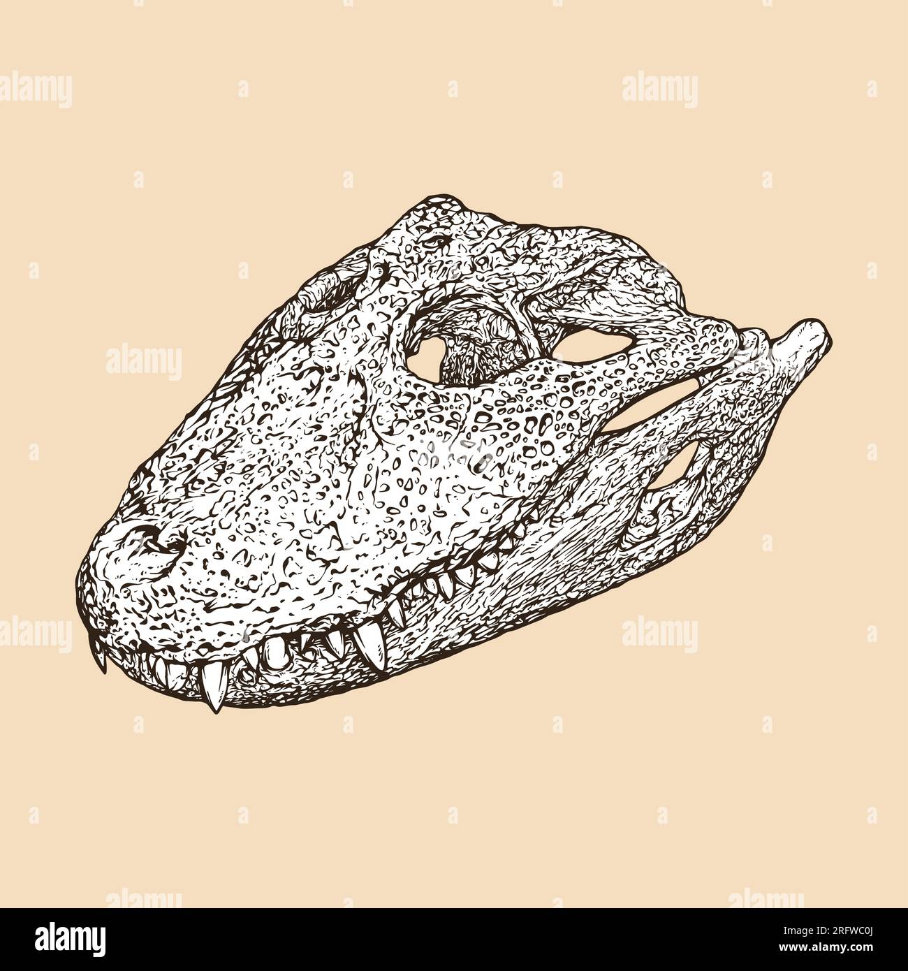 broad snouted caiman skull head vector illustration Stock Vector