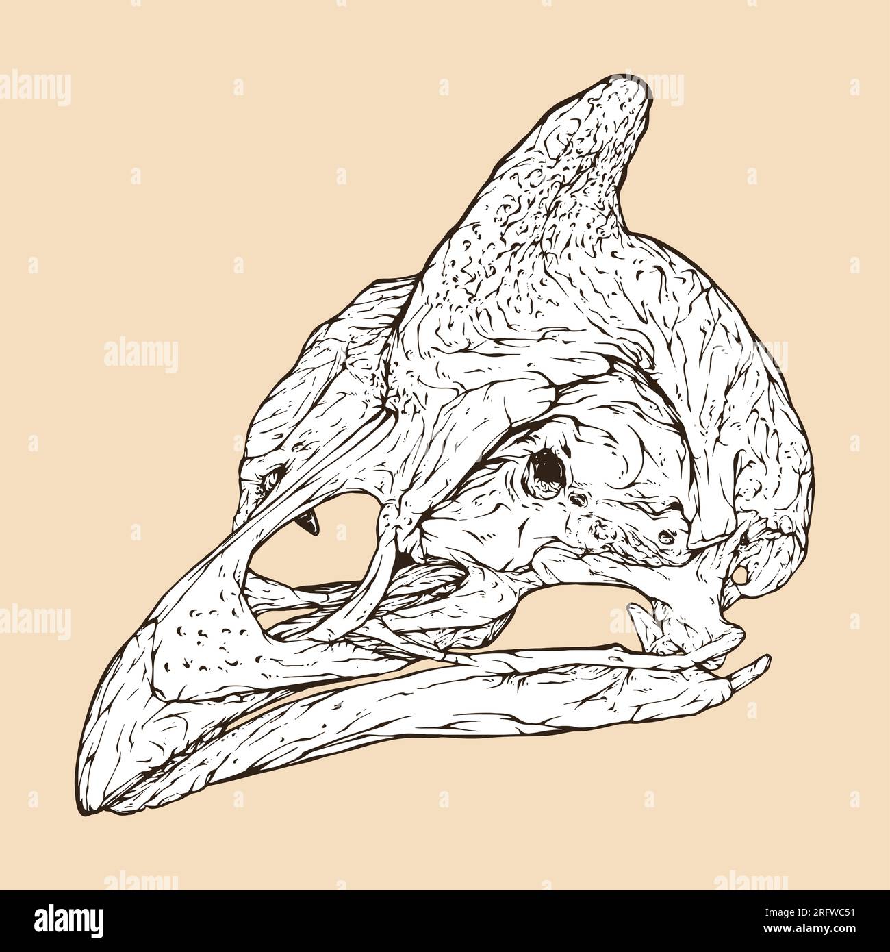 helmeted guineafowl skull head vector illustration Stock Vector Image ...