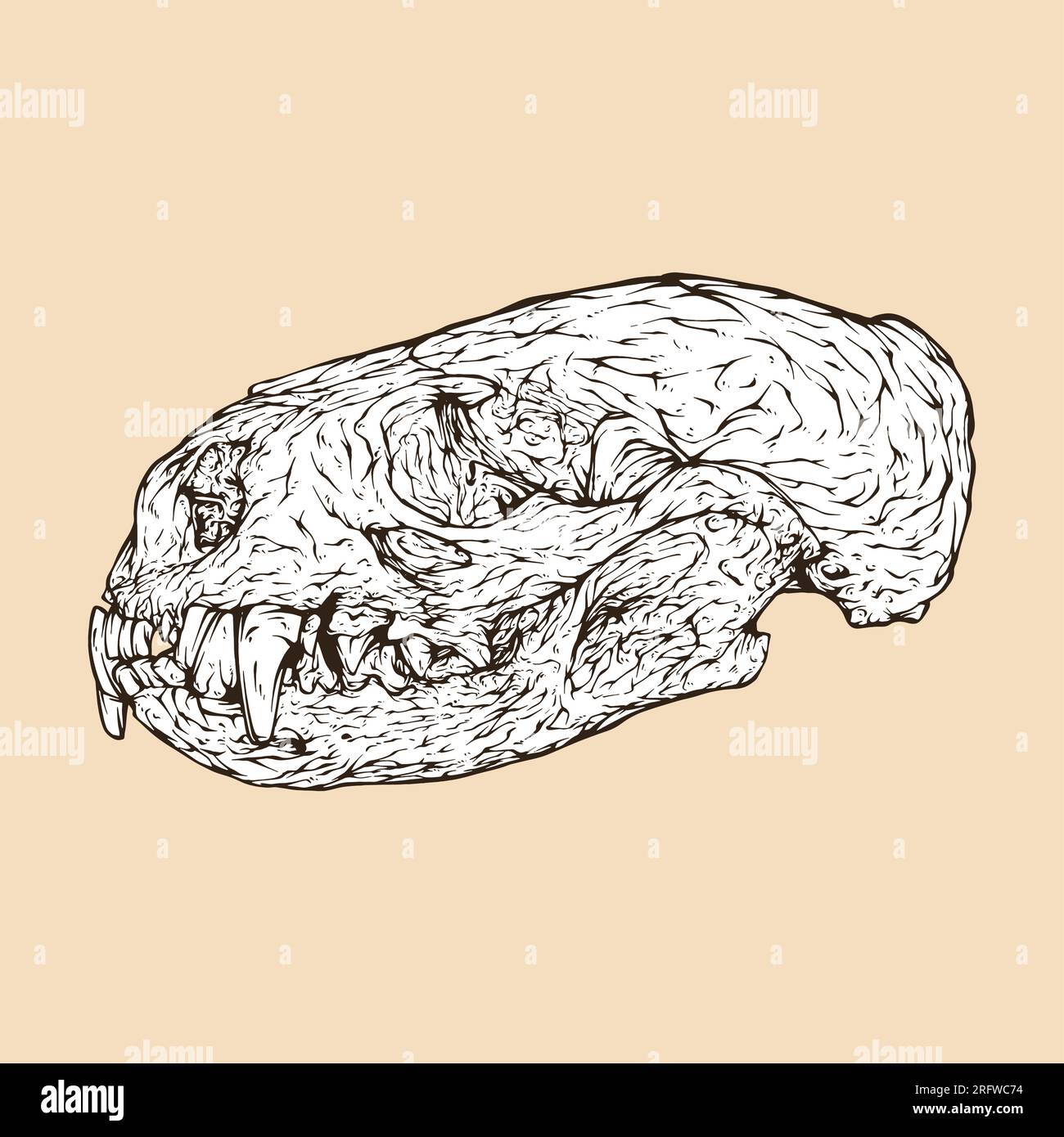 river otter skull head vector illustration Stock Vector
