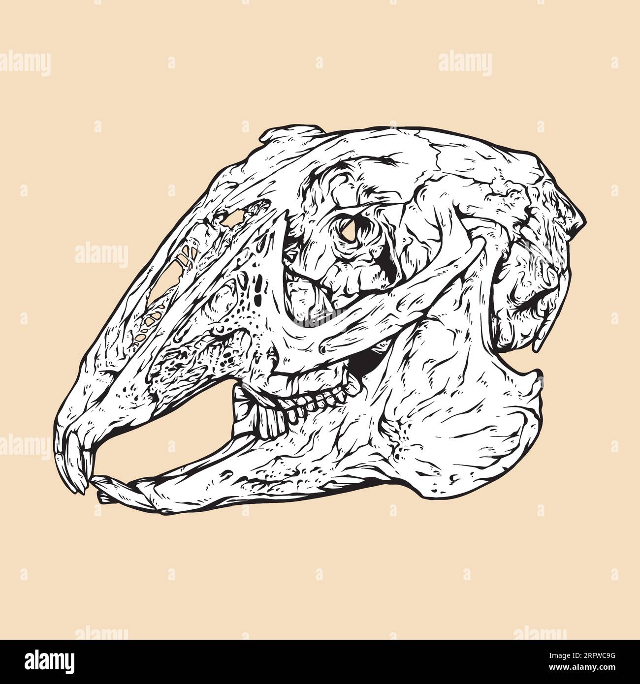 black tailed jackrabbit skull head vector illustration Stock Vector
