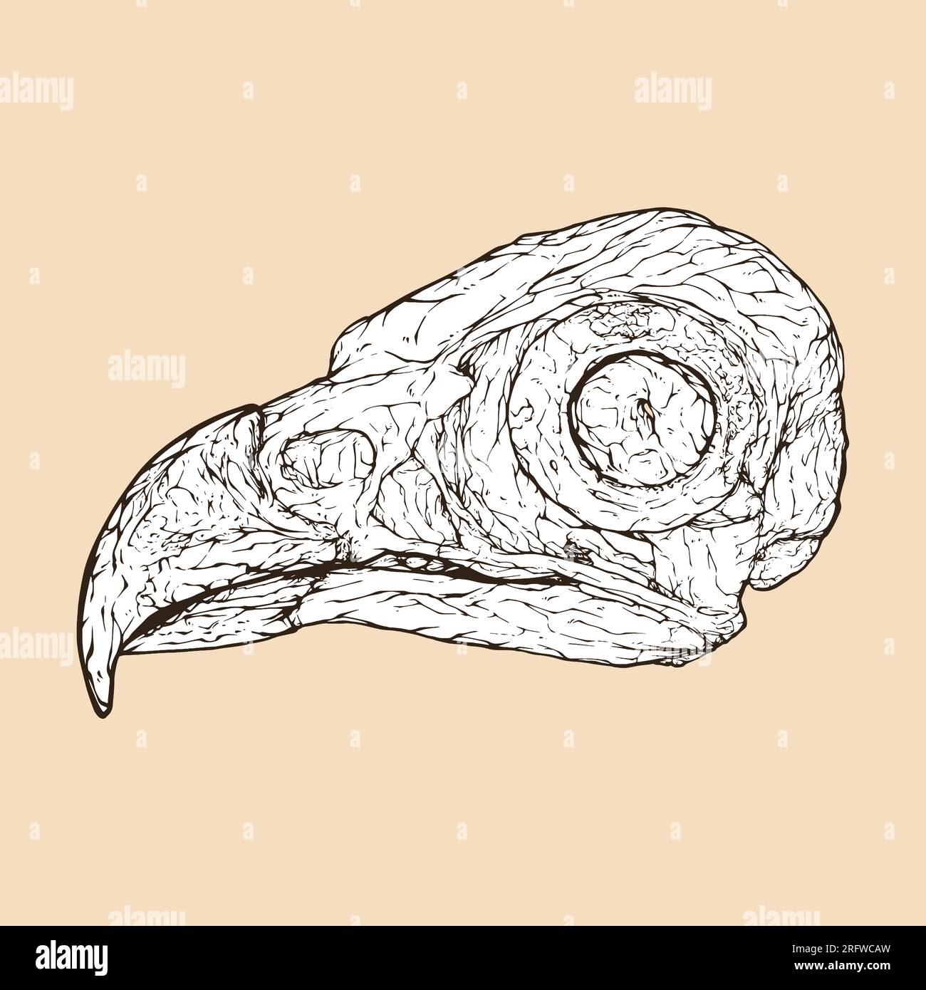 osprey skull head vector illustration Stock Vector