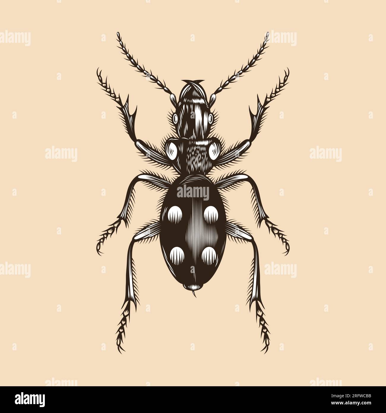 Anthia illustration vector flat design Stock Vector