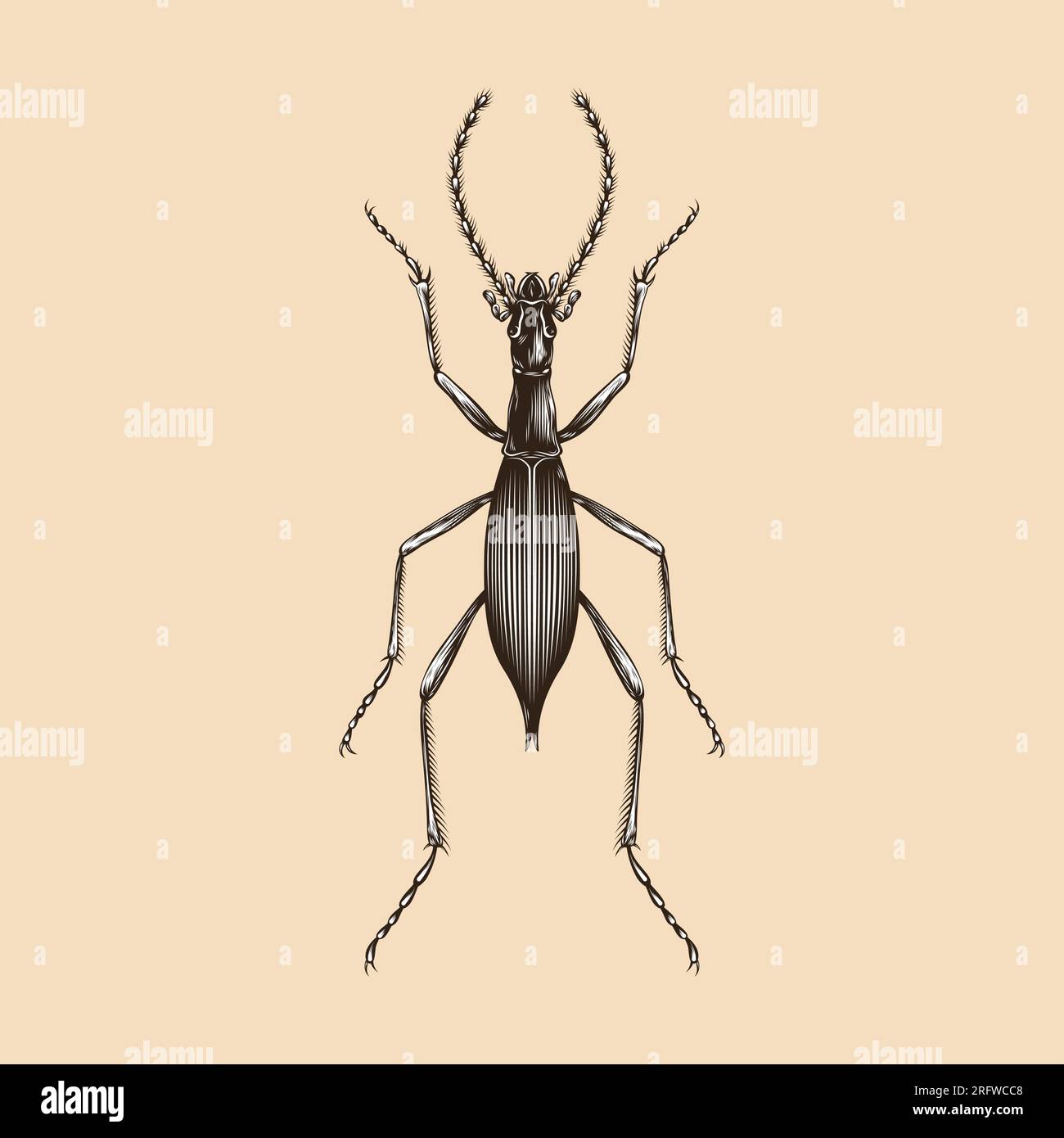 Damaster Blaptoides Capito illustration vector flat design Stock Vector