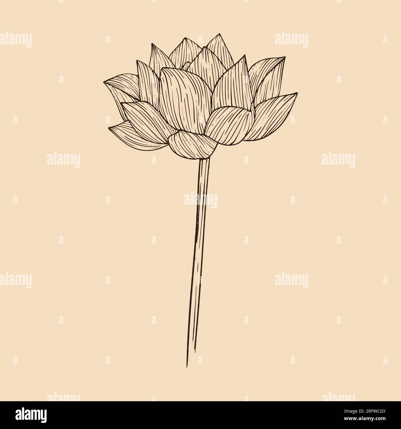 Lotus flower vector illustration with line art Stock Vector Image & Art ...