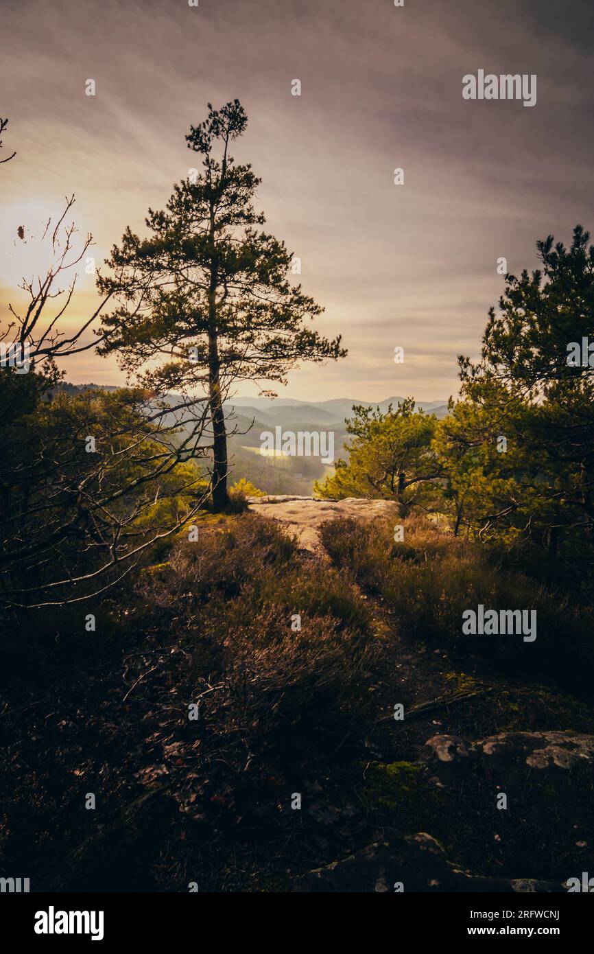 The great view of sandstone cliffs in the Palatinate Forest at sunrise ...