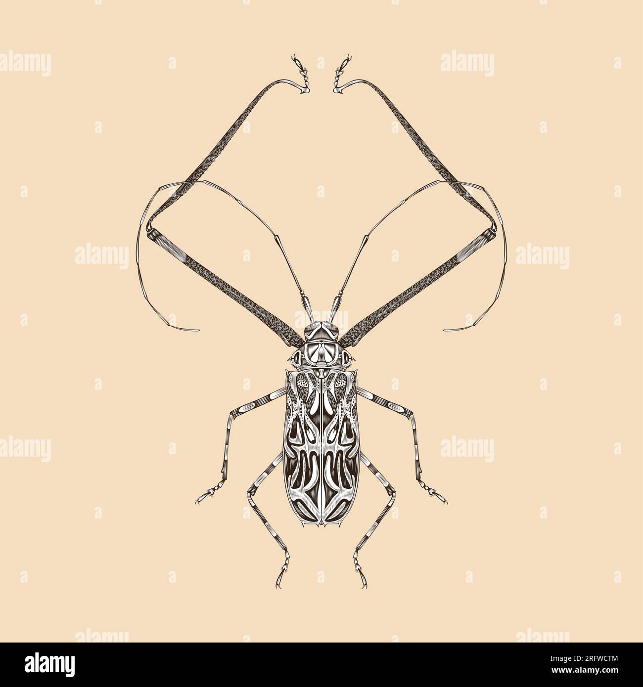 Acrocinus Longimanus illustration vector flat design Stock Vector Image