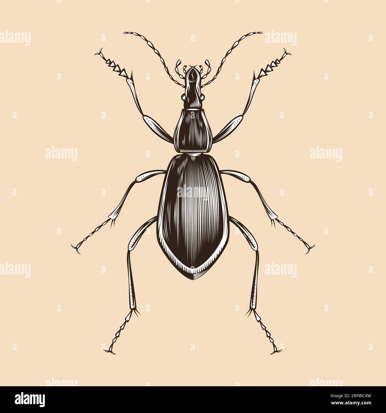 Damaster Blaptoides illustration vector flat design Stock Vector